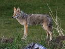 A coyote watches from a spot near her den in northeast Calgary in this July 6, 2021 file photo. Alberta Parks has closed a portion of Fish Creek Park due to a coyote attack on a dog and a park user. 