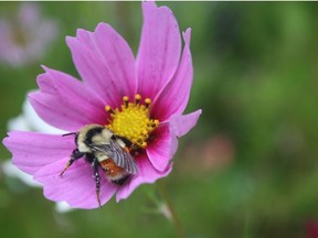 Cosmos flowers are a bumblebee favourite. Photo by Heather Nelson
