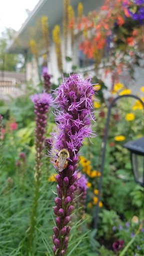 Hort Society: create some buzz with the right conditions in your garden A hunting bumblebee on liatris spicata. Photo by Maura Hamill