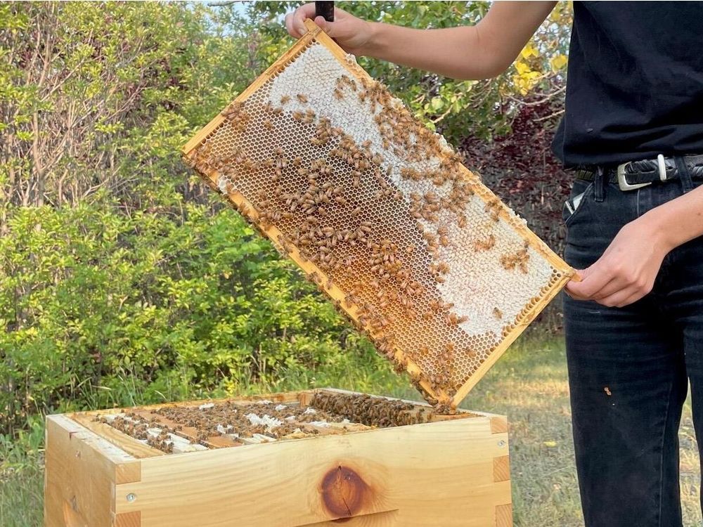 What's the buzz? City of Calgary opens applications for urban beekeeping