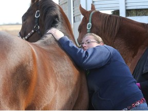 Rural mobile veterinarian Stephanie Derbawka spent a day in the clinic doing various procedures including a horse massage. Postmedia files