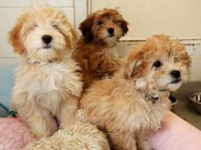 Calgary Transit is partnering with the Alberta Animal Rescue Crew Society to offer commuters a bus full of puppies at the Anderson Station on the morning of May 18. The puppies may not be exactly as shown in this file photo.