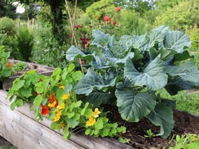 A raised vegetable garden bed can be attractive if you plants the right mix of edible flowers and veggies.