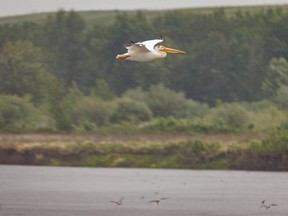 A pelican flies through the rain over the Bow River near Carseland, Ab. on Monday, June 13, 2022.