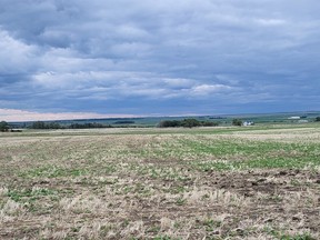 Drought-stricken farmers in southern Alberta have received some relief this week with their first major rainfall of the year. The difference in the early growing season is clear on Sean Stanford's canola crop near Magrath, Alta. The top righthand corner of the field is on irrigation, the rest dryland.