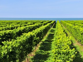 Rows of young grape vines growing in a Niagara Peninsula vineyard.  Elena Eliseeva/Getty Images