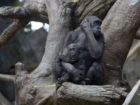 Kimani is pictured with her mother Kioja on her first birthday at the Calgary Zoo/Wilder Institute on Thursday March 9, 2017.