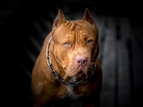 If we're going to allow potentially dangerous dog breeds, such as pit bulls, then the owners must pay the consequences when they lose control of their pets, says columnist Chris Nelson.
