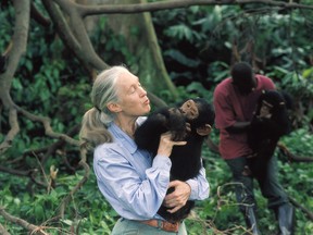 Jane Goodall, pictured in a scene from the IMAX film Jane Goodall’s Wild Chimpanzees, in 2004.