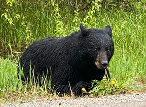 An image of a black bear eating a dandelion in Golden, BC, Canada.