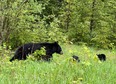 an image of a black bear with cubs in Golden, BC, Canada.