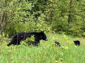 an image of a black bear with cubs in Golden, BC, Canada.