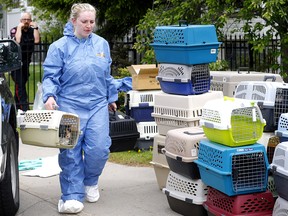 Calgary police, city crews and Humane Society workers remove nearly 100 cats and numerous birds from a home in the 7000 block of Laguna Way N.E. on June 7.
