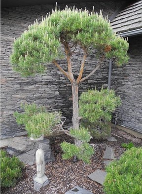Creating bonsai is not for the faint of heart as it can take years and requires a fair amount of skill.  The results are worth the time and effort.  Photo, Bill Brooks