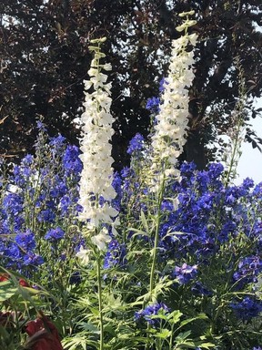 Delphiniums are breathtaking in full bloom.  The delphinium worm has been voracious this spring so either pick out the worms or treat the plants with BTK.  Photo, Bill Brooks