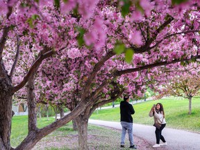 Yvonne Cruz takes photos of her husband Jake under the tree blossoms in Bridgeland on Monday, May 30, 2022. 
Gavin Young/Postmedia
