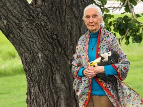 Dr. Jane Goodall, renowned primatologist, will give a lecture at the Jubilee Auditorium in Calgary on Wednesday, June 22.