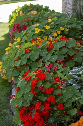Calgary Horticultural Society: Nasturtiums Are A Versatile Beauty Mounding form of nasturtiums. Thanks to Deborah Maier