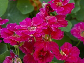 Calgary Horticultural Society: Nasturtiums Are A Versatile Beauty Some nasturtiums are pink. Thanks to Deborah Maier