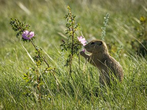 A young Richardson's ground squirrel nibbles on rose petals near Dorothy, Ab., on Monday, June 27, 2022.