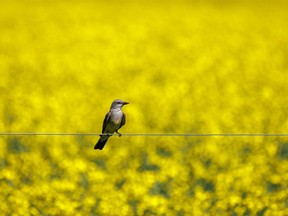 A western kingbird backdropped by canola east of Stavely, Ab., on Tuesday, July 12, 2022.