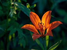 A wood lily in late-day light near Jumpingpound Creek west of Calgary, Ab., on Tuesday, July 19, 2022.