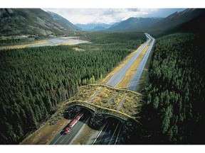 Wildlife protection measures like this overpass in Banff National Park have worked very well. Now it's time to twin the full highway and install similar measures in Yoho National Park. Photo supplied.