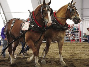 FILE PHOTO: Soderglen Ranch’s lightweight heavy horse pull team of Bud and Red prepare to take on the competition in the Calgary Stampede heavy horse pull in 2013.