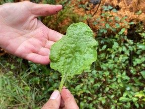 An image of a leafy plant on an Indigenous medicine walk in Jasper National Park in Alberta, Canada.