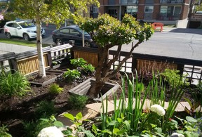 Many years of hard work transformed a once scruffy landscape into an oasis, complete with waterfall and ponds at 11th Street Gardens. Photo, Bill Brooks