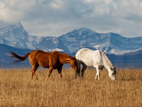 A pair of horses graze in Springbank with the Rockies as a backdrop. In a world filled with distraction and division, horses can teach us the value of being present in the current moment, writes pastor John Van Sloten. Photo: Gavin Young/Postmedia