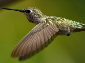 After the discovery of a nest for an Anna's hummingbird along the route of the Trans Mountain pipeline twinning, the project was delayed at an estimated cost of $100 million, writes Heather Exner-Pirot.