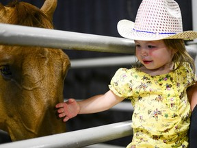 A young Stampede fan enjoys the livestock in this file photo. Columnist Catherine Ford's love affair with the Stampede began in 1949 as a four-year-old.