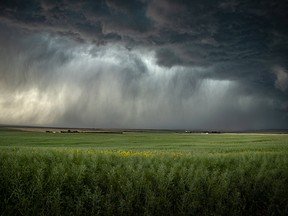 FILE PHOTO — A thunderstorm unleashes a torrent of rain over a canola field in southeastern Alberta in 2018.