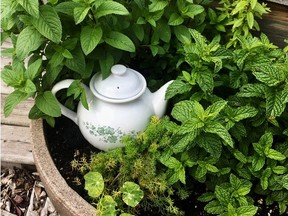 Brew yourself a n herbal tea garden. Courtesy, Pat Matthews