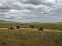 Cattle resting along Beaver Valley Road in the Porcupine Hills west of Nanton on Tuesday, August 23, 2022. 