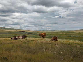 Cattle rest along Beaver Valley Road in the Porcupine Hills west of Nanton on Tuesday, August 23, 2022.