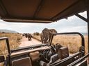 Wildlife safaris top the list for an adventure of a lifetime.  RED CHARLIE / UNSPLASH