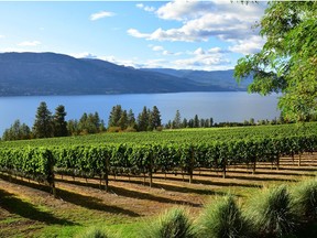 The Okanagan Valley has perfect conditions for producing pinot noir.