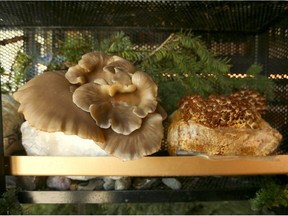 A variety of mushrooms are displayed on a wall where customers can choose their own fungi at the front of Fire and Flora in the District at Beltline. Jim Wells/Postmedia