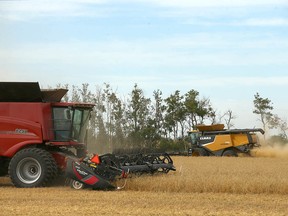 Farmers bring in a crop of fall rye near Keoma, AB, east of Calgary on Monday, August 29, 2022.