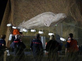 Rescuers pull up a net as they rescue a beluga whale stranded in the River Seine at Notre Dame de la-Garenne, northern France, on August 9, 2022.