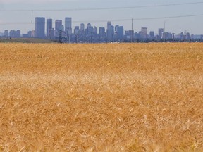 The downtown Calgary skyline rises behind ripening crops in farm fields north of the city on Monday, August 29, 2022.