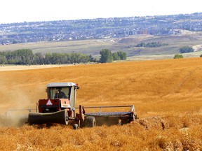 Farmers harvest their crops just north of Calgary on Monday, August 29, 2022. Alberta should expand its role as a world leader in food production, greener energy and health-care innovation, say writers Susannah Pierce and Cory Janssen.