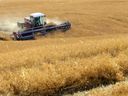 Farmers harvest their crops north of Calgary on Monday, August 29, 2022.