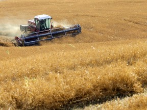 Farmers harvest their crops just north of Calgary on Monday, August 29, 2022.