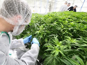 Cannabis plants grow in a vegetation room at the Sundial Growers cannabis production facility in Olds on Wednesday March 27, 2019.