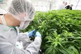Cannabis plants grow in a vegetation room at the Sundial Growers cannabis production facility in Olds on Wednesday March 27, 2019.