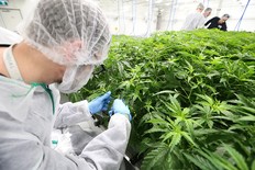 Calgary-based cannabis producer SNDL is cutting nearly 100 jobs