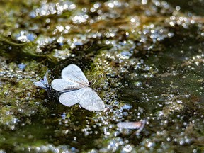 A butterfly and other insects trapped by an algae-filled spring southwest of Calgary, Ab., on Tuesday, August 30, 2022.